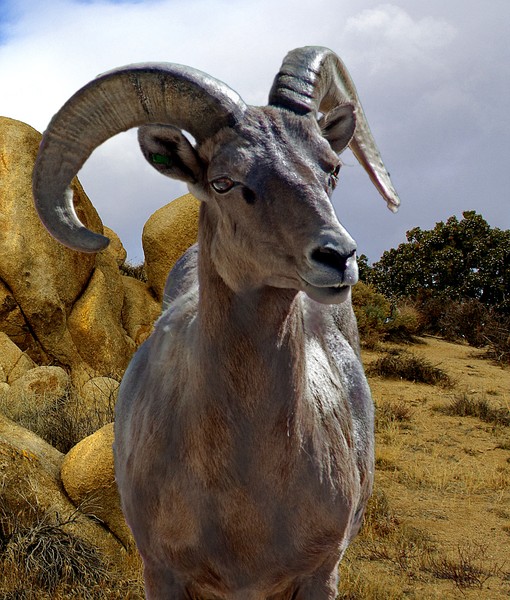 Desert Big Horn Ram