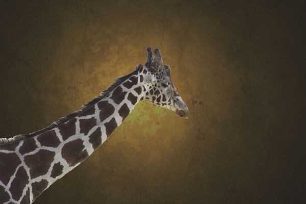 Giraff in the spotlight