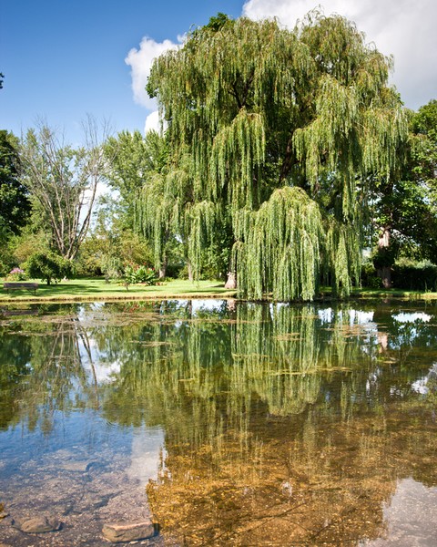 Willow Pond
