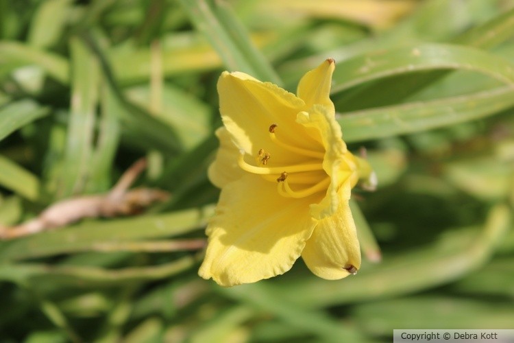Pretty Flower