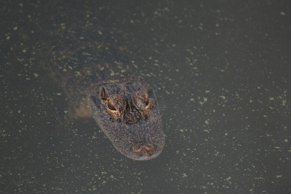 Gator