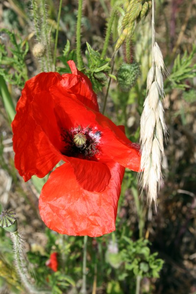 Poppy