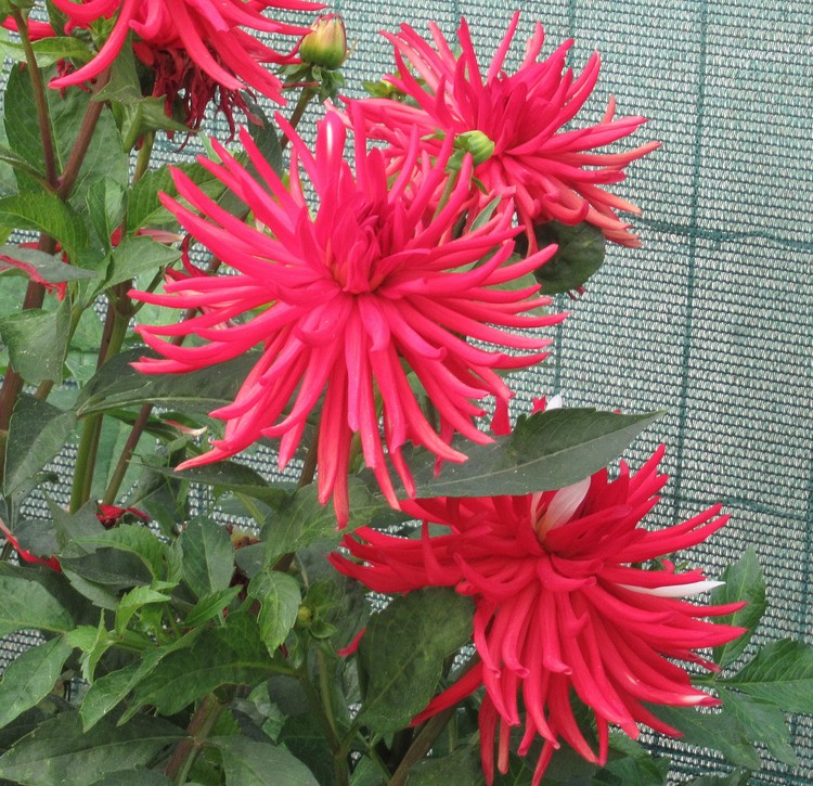 RED DAHLIAS