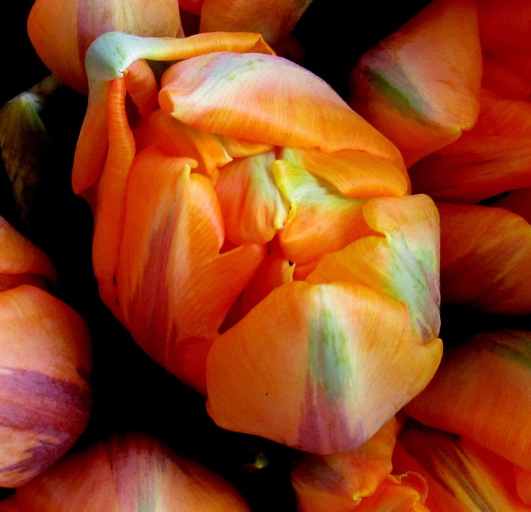 ORANGE TULIPS