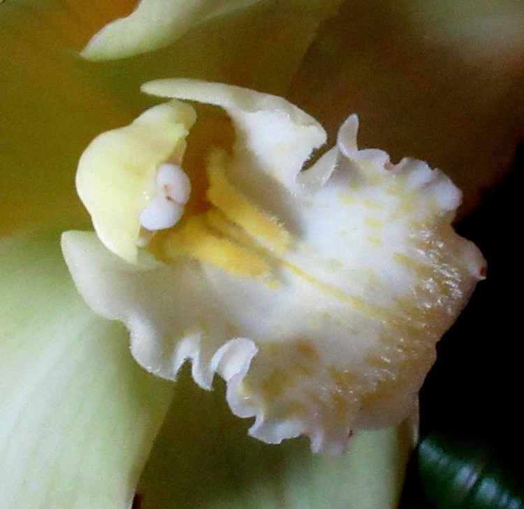 ORCHID HEART