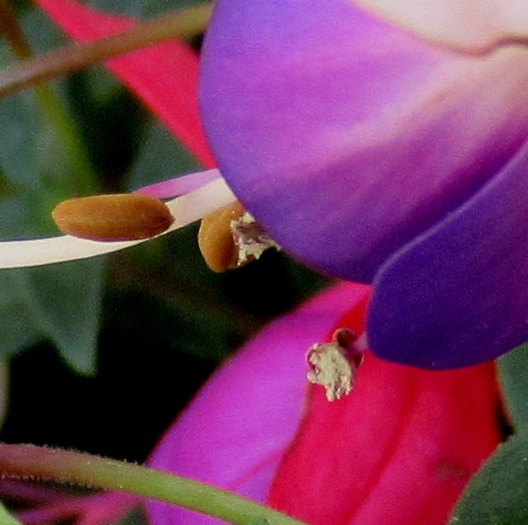 FUCHSIA ABSTRACT