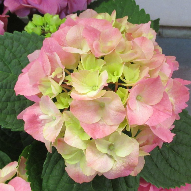 HYDRANGEA