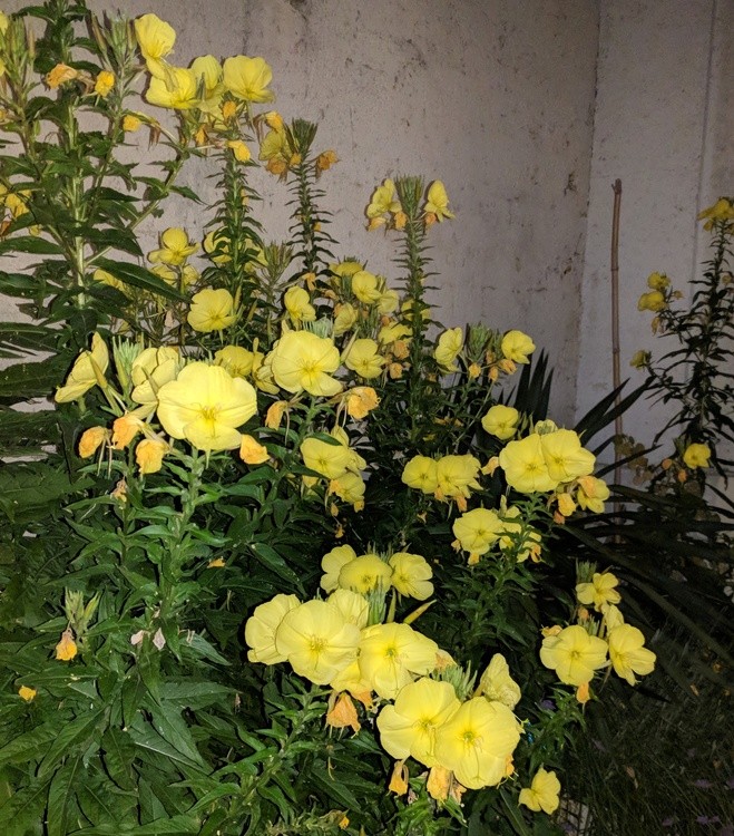 EVENING PRIMROSE