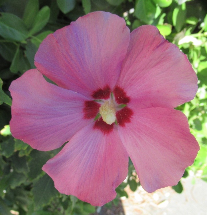 ALTHEA