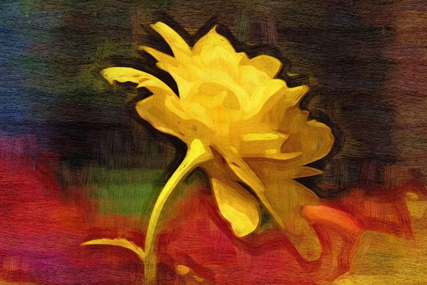 Yellow Rose