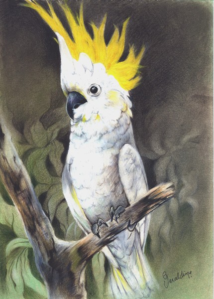 Sulphur-crested Cockatoo