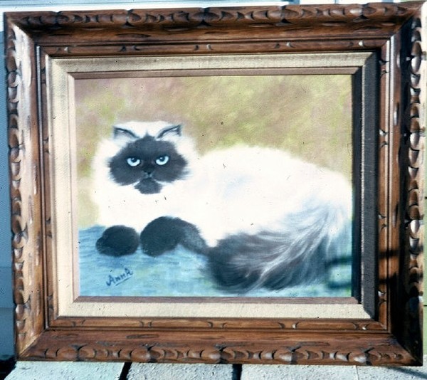 Himalayan Cat Portrait
