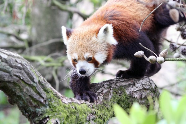 Red panda