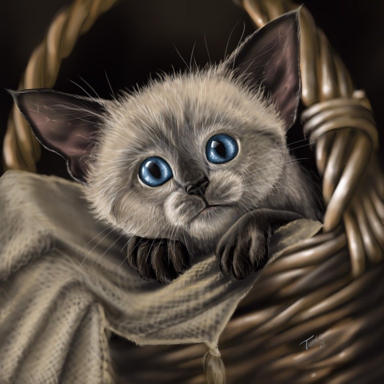 Kitten in a Basket