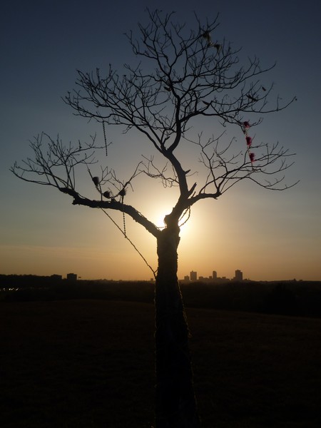 the homeless tree