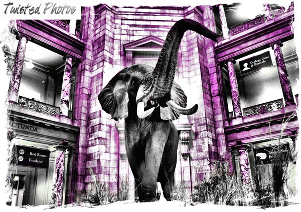 Museum of Natural History