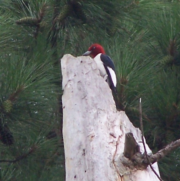 Red headed woodpecker