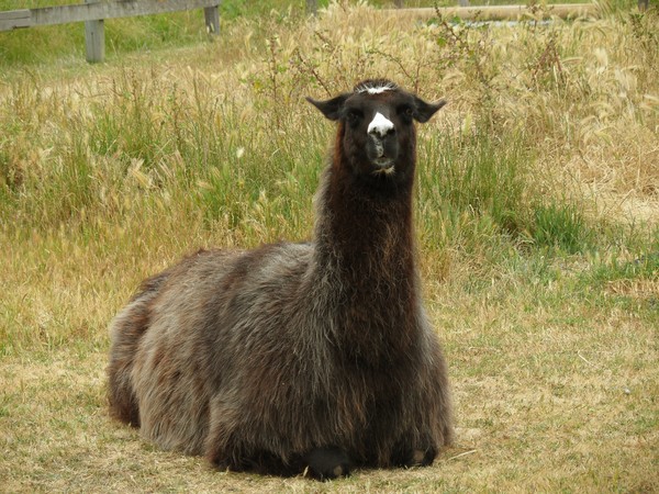 Grouchy Llama