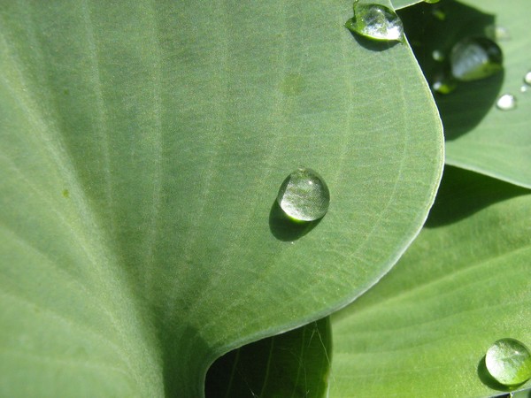 green leaf bubbles