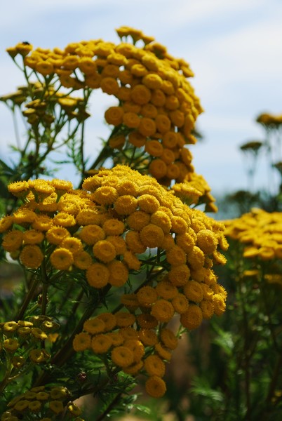 Yellow is the Color of Your Energy