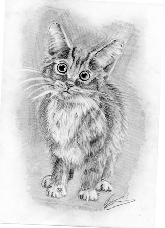 kitten portrait