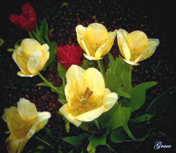 Tulips