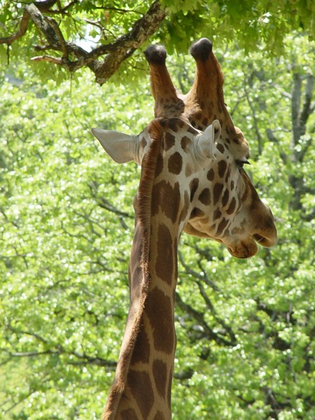 Does this make my neck look fat?