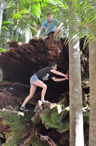 Tree climbing with a difference