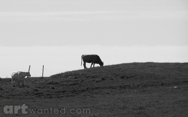 GRAZING
