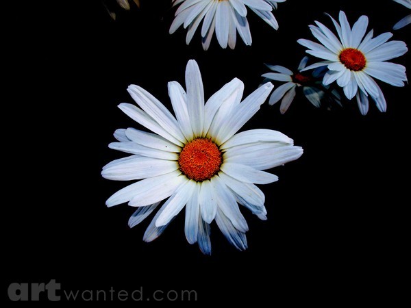 DAISIES 2