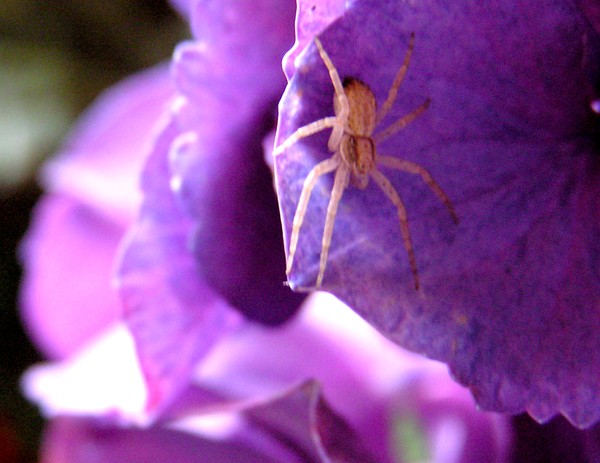 beautiful spiderwebs