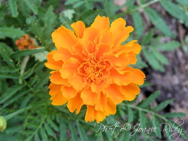 oh so orange