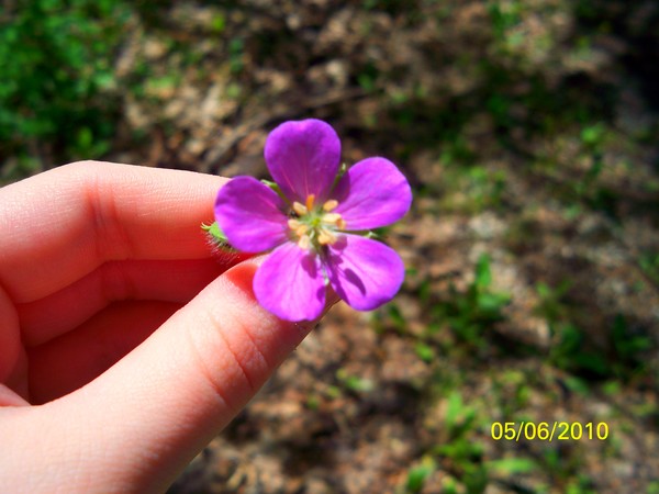 Pretty and Purple