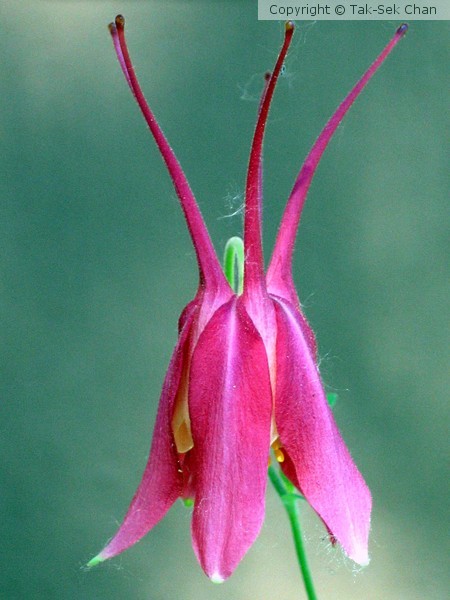 Columbine Crimson (Aquilegia formosa)