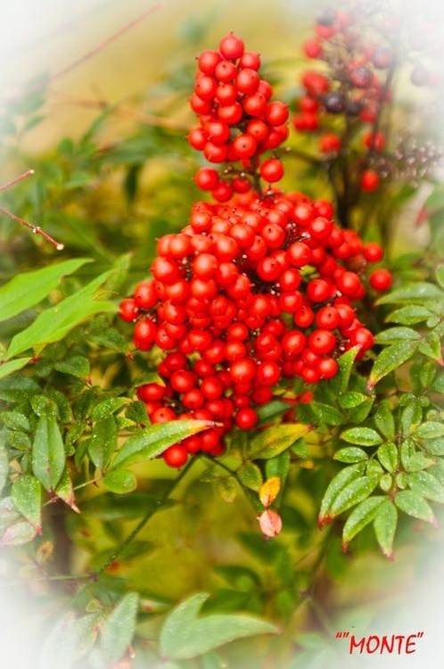 berries