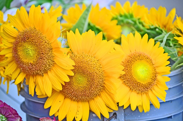 Farmer's Market Sunflowers