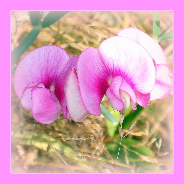 Beautiful Flowers