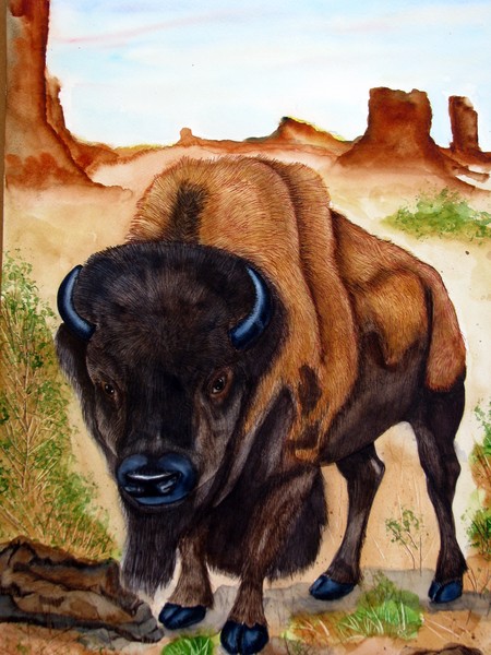 Bison  american buffalo