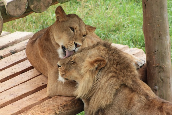 Lion