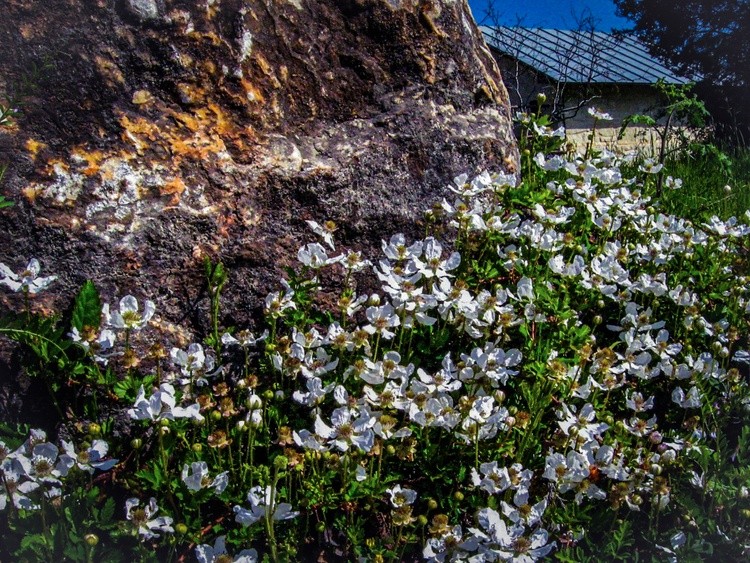 Cottage Flowers