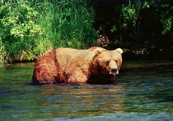 Bear Stare