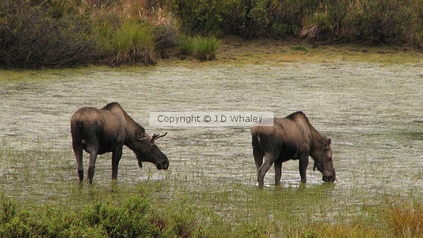 Denali Moose Pair