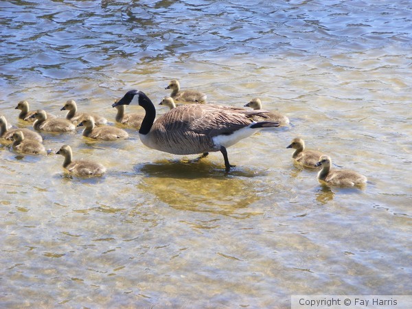Mama and Babies