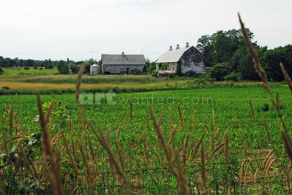 Half Moon Farm I