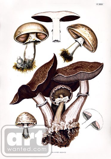 Edible Mushroom Campestris