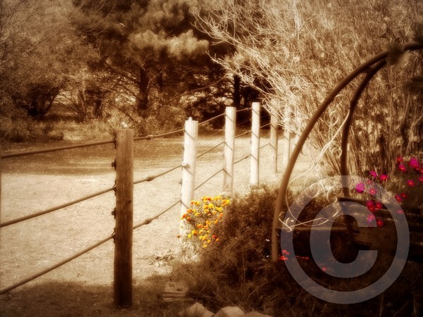 Sepia Garden