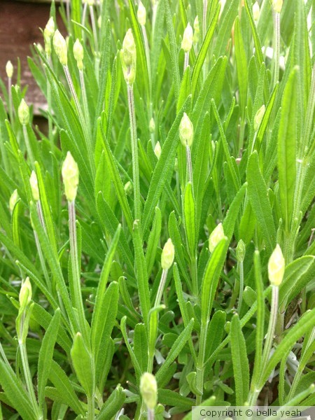 young lavender shoots