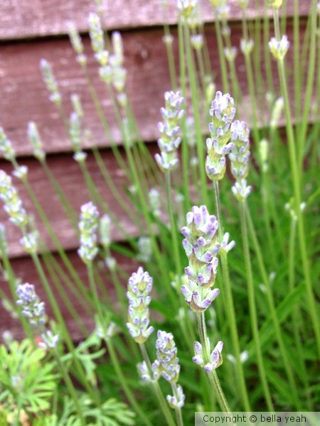 lavender, just opening