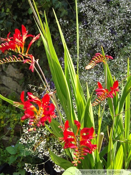 Crocosmia