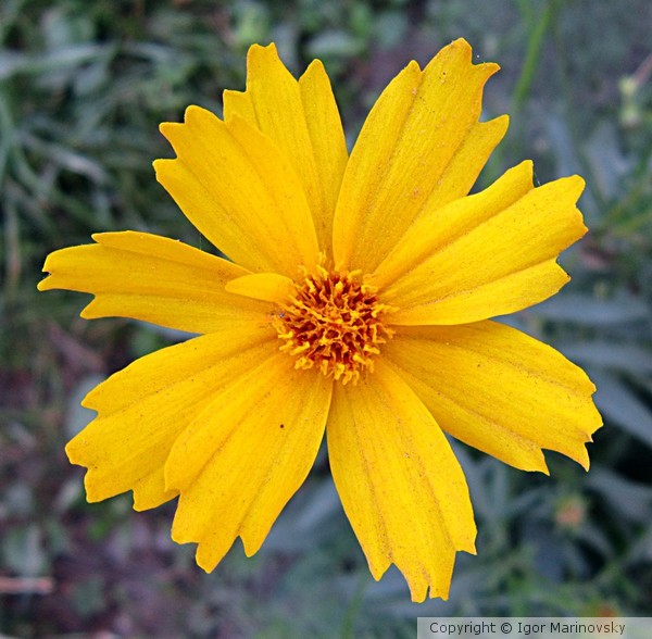 A yellow flower